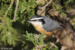 Red-breasted Nuthatch 8 - Sitta canadensis