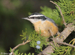 Red-breasted Nuthatch 9 - Sitta canadensis