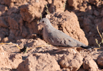 Common Ground Dove - Columbina passerina