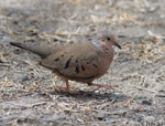 Common Ground-Dove - Columbina passerina