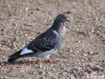Rock Dove - Columba livia