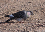 Rock Dove - Columba livia