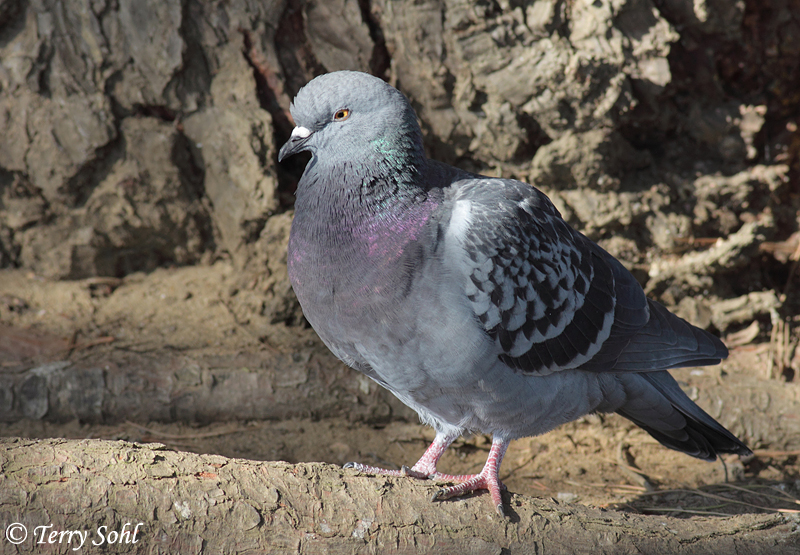 Rock Dove (Pigeon) South Dakota Birds and Birding
