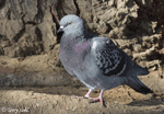 Rock Dove - Columba livia