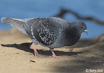 Rock Dove - Columba livia