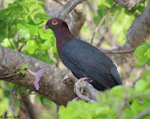 Scaly-naped Pigeon - Patagioenas squamosa