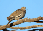White-winged Dove 7 - Zenaida asiatica