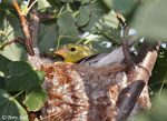 American Goldfinch 14 - Spinus tristis