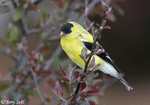 American Goldfinch 15 - Spinus tristis