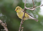 American Goldfinch 1 - Spinus tristis