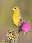 American Goldfinch 22 - Spinus tristis