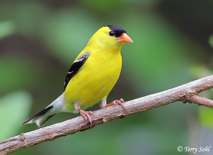 American Goldfinch - South Dakota Birds and Birding