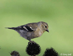 American Goldfinch 5 - Spinus tristis
