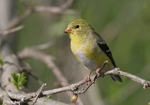 American Goldfinch 8 - Spinus tristis