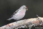 Hoary Redpoll - Carduelis hornemanni