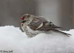 Hoary Redpoll - Carduelis hornemanni