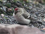 Hoary Redpoll - Carduelis hornemanni