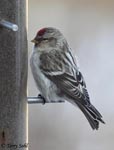 Hoary Redpoll - Carduelis hornemanni