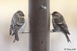 Hoary Redpoll - Carduelis hornemanni