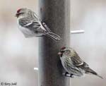 Hoary Redpoll - Carduelis hornemanni
