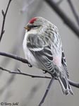 Hoary Redpoll - Carduelis hornemanni