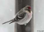 Hoary Redpoll - Carduelis hornemanni