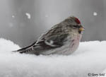 Hoary Redpoll - Carduelis hornemanni