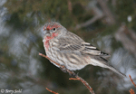 House Finch 11 - Haemorhous mexicanus