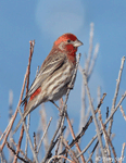 House Finch 12 - Haemorhous mexicanus