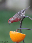 House Finch 14 - Haemorhous mexicanus