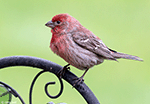 House Finch 16 - Haemorhous mexicanus