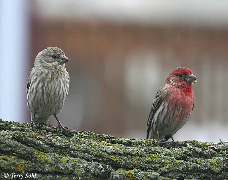 House Finch - South Dakota Birds and Birding