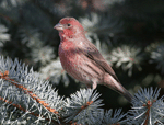 House Finch 7 - Haemorhous mexicanus