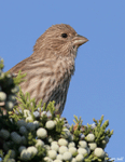 House Finch 8 - Haemorhous mexicanus