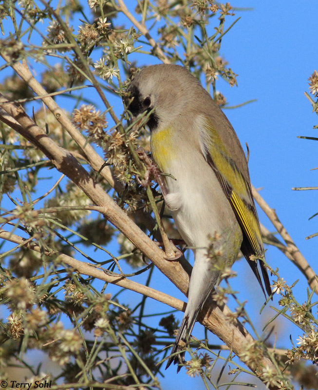 Lawrence's Goldfinch - Spinus lawrencei - Information and Photos