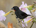 Lesser Antillean Bullfinch - Loxigilla noctis