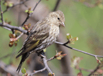 Pine Siskin - Carduelis pinus