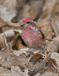 Purple Finch 13 - Haemorhous purpureus