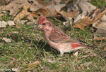 Purple Finch 15 - Haemorhous purpureus