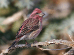 Purple Finch - Haemorhous purpureus