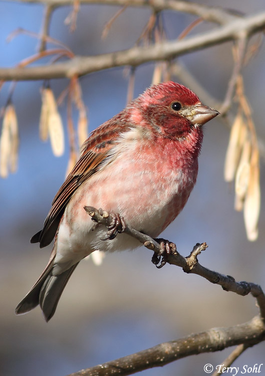 Purple Finch South Dakota Birds and Birding