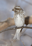 Purple Finch 18 - Haemorhous purpureus