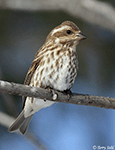 Purple Finch 19 - Haemorhous purpureus
