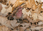 Purple Finch 1 - Haemorhous purpureus