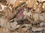 Purple Finch 3 - Haemorhous purpureus
