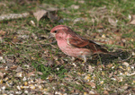 Purple Finch 4 - Haemorhous purpureus