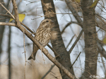 Purple Finch 6 - Haemorhous purpureus