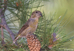 Red Crossbill 12 - Loxia curvirostra