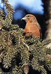 Red Crossbill 15 - Loxia curvirostra