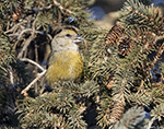 Red Crossbill 3 - Loxia curvirostra